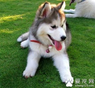 ​哈士奇会咬人吗 要进行良好的教育