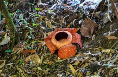 ​神奇的植物 大王花