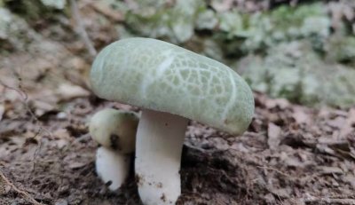 ​青头菌‖百姓餐桌上的名品，菌中王子