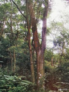 ​中国生长近百年的～檀香木