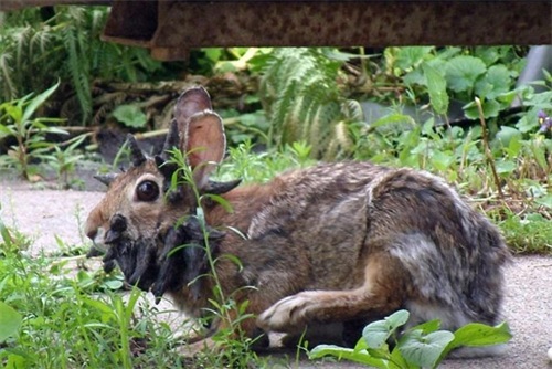 兔子头部长满黑色“鹿角”，专家的解释遏制了其为鹿角兔的传言