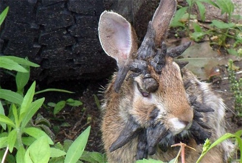 兔子头部长满黑色“鹿角”，专家的解释遏制了其为鹿角兔的传言