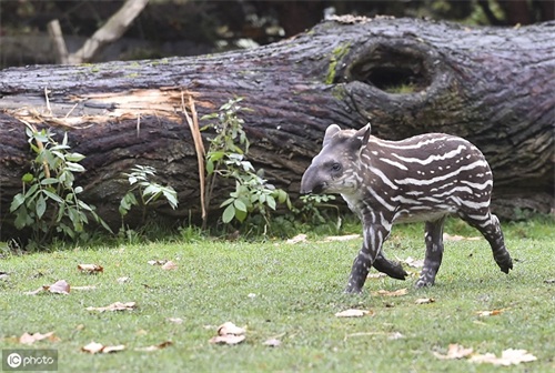 又丑又萌的南美貘，你对它的了解有多少呢