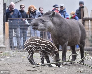 ​又丑又萌的南美貘，你对它的了解有多少呢