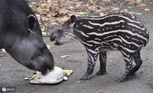 又丑又萌的南美貘，你对它的了解有多少呢