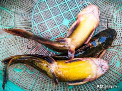 ​在家里要做出奶白色的鱼汤，小伙儿教你用黄骨鱼炖出来，操作简单