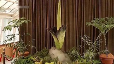 ​澳大利亚一“尸体花”盛开 15 年首次