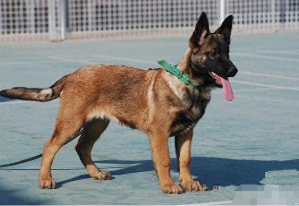 成功杂交的品种——中国马犬，能在我国走上正轨吗？