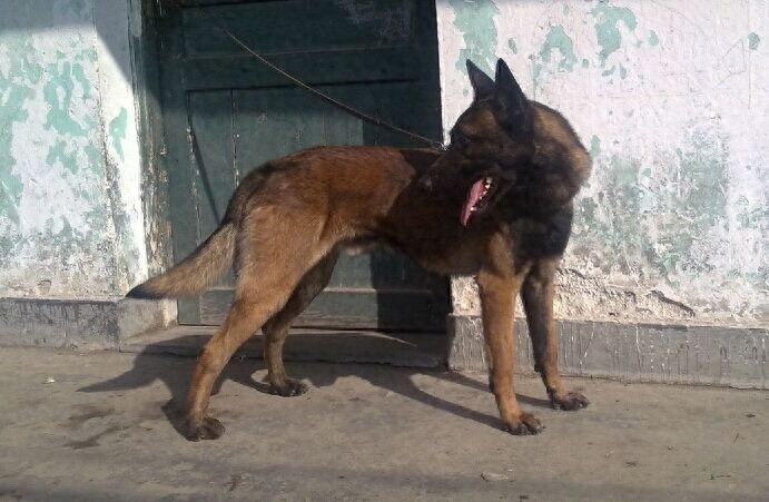 成功杂交的品种——中国马犬，能在我国走上正轨吗？