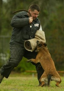 ​成功杂交的品种——中国马犬，能在我国走上正轨吗？