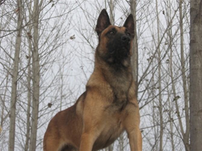 成功杂交的品种——中国马犬，能在我国走上正轨吗？