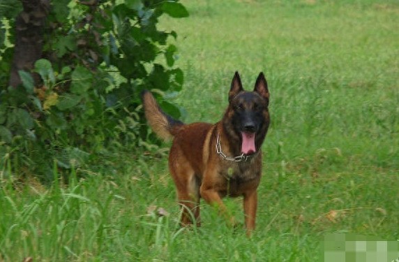 成功杂交的品种——中国马犬，能在我国走上正轨吗？