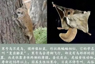 ​寒号鸟原来不是鸟，而是会飞的老鼠