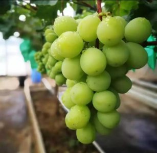 ​葡萄中的“爱马仕”：阳光玫瑰！