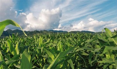 ​如何理解“不思量，自难忘”？