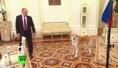 ​硬汉普京的爱犬们