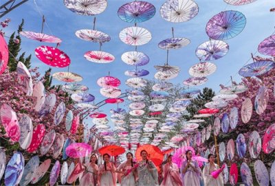 ​山东荣成：“樱花经济”引客来