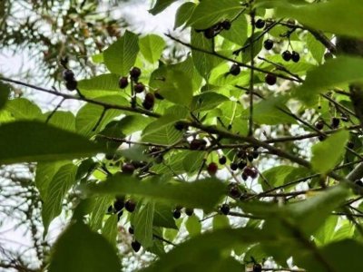 ​专业科普！公园的樱花树结出了樱桃果！？你敢吃吗？