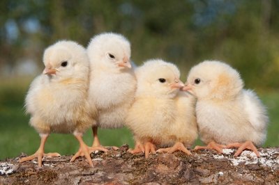 ​鸡新城疫的症状及防治