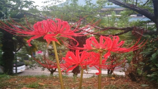 彼岸花是什么花（图）(图1)