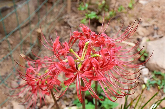 彼岸花是什么花（图）(图3)