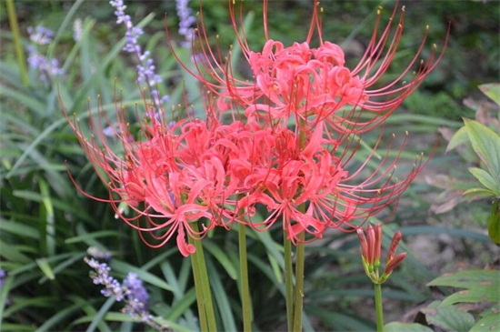 彼岸花是什么花（图）(图2)