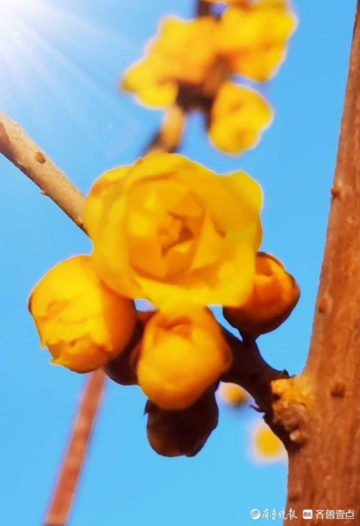 蜡梅花和腊梅花的区别(腊梅和蜡梅哪个正确)