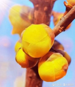 ​蜡梅花和腊梅花的区别(腊梅和蜡梅哪个正确)