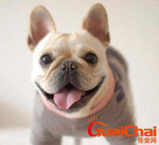 ​法国斗牛犬多少钱一只？斗牛犬适合小孩养吗？