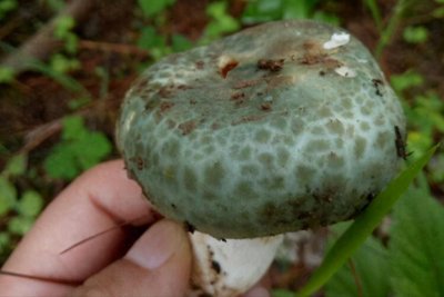 ​青头菌—让人不能拒绝的美味