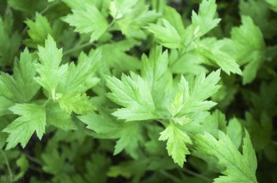 ​艾蒿也是一种可以吃的野菜哦！