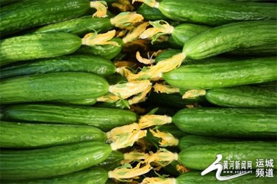 ​绿意正当时 棚下乳瓜大丰收