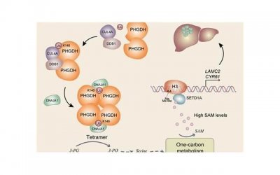 ​磁铁假睫毛危害（量子磁力假睫毛真的好用吗）