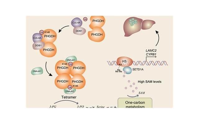 磁铁假睫毛危害（量子磁力假睫毛真的好用吗）