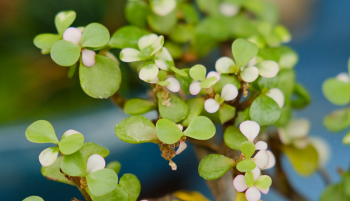 金枝玉叶花的养殖方法和注意事项,金枝玉叶的养殖方法和注意事项图1