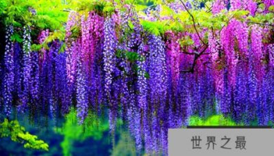 ​世界上最有毒的十种植物,念珠豌豆,可以杀死人类