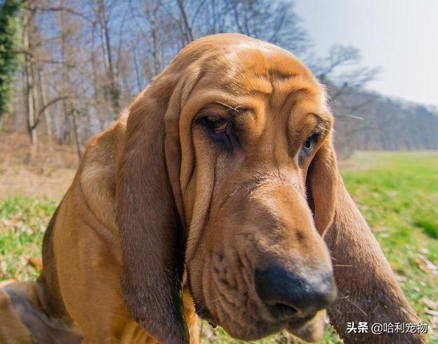 狗狗的智商排名前20（狗狗智商排名前10名）(16)