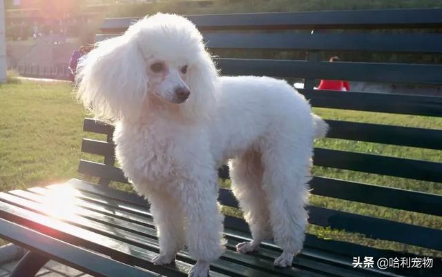 狗狗的智商排名前20（狗狗智商排名前10名）(3)