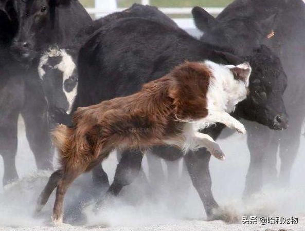 狗狗的智商排名前20（狗狗智商排名前10名）(11)
