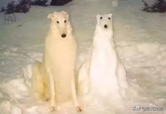 狗狗的智商排名前20（狗狗智商排名前10名）(17)