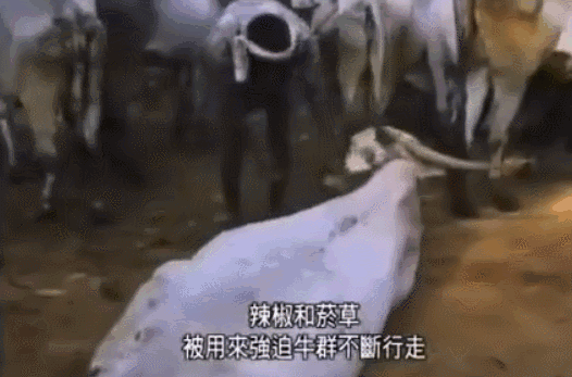 太奇葩！黑克兰绑盗威胁公接倡导枪战，只为逼领袖录轻视频？