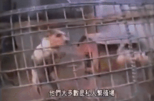 太奇葩！黑克兰绑盗威胁公接倡导枪战，只为逼领袖录轻视频？