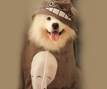 ​母狗来月经怎么办有什么方法（母狗也会来月经的，3个方法教你轻松搞定月经期