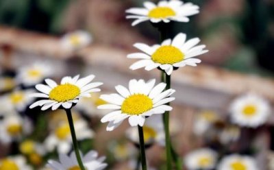 ​雏菊怎么养护？雏菊有什么作用？