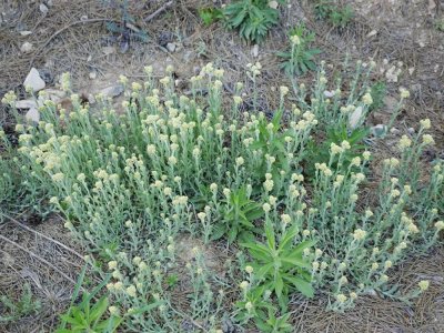 ​长在水田的一种野菜，俗称“水牛花”，药食两用，特别美味