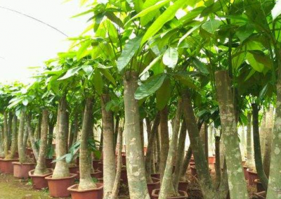 ​发财树的养殖方法和注意事项大全（发财树的养殖方法和注意事项大全都有哪些呢