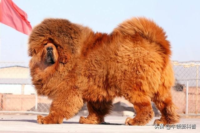 世界体型最大的犬种排名(大型犬排行榜)-图7