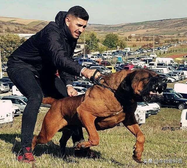 世界体型最大的犬种排名(大型犬排行榜)-图2