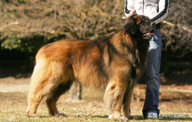 世界体型最大的犬种排名(大型犬排行榜)-图5