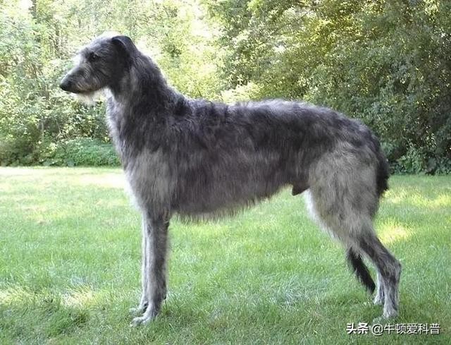 世界体型最大的犬种排名(大型犬排行榜)-图8